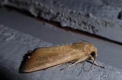 Ichneutica blenheimensis