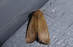 Ichneutica blenheimensis