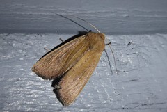 Ichneutica blenheimensis