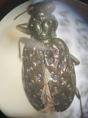 Elaphrus clairvillei