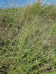 Digitaria porrecta
