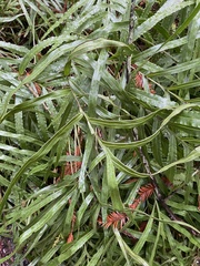 Pteris cretica