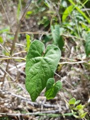 Ipomoea plebeia
