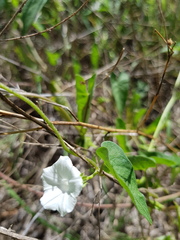 Ipomoea plebeia