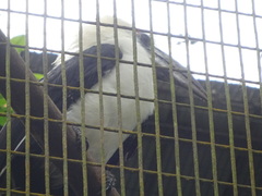 Berenicornis comatus