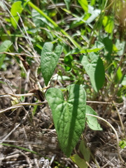 Ipomoea plebeia