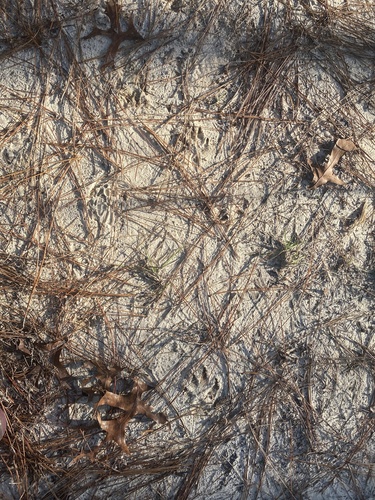 Canis lupus image