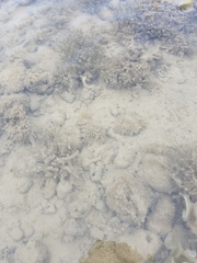 Plakobranchus ocellatus