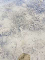 Plakobranchus ocellatus