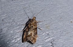Eudonia legnota