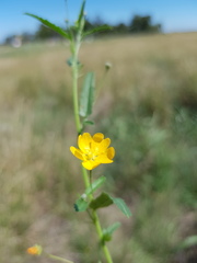 Sida trichopoda