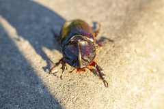 Oryctes nasicornis
