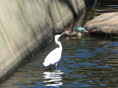 Egretta garzetta