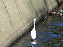 Egretta garzetta