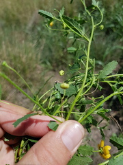 Sida trichopoda