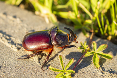 Oryctes nasicornis
