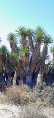 Yucca periculosa