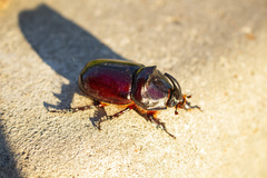 Oryctes nasicornis