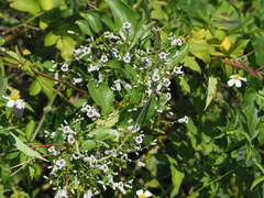 Paederia foetida