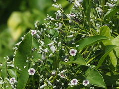 Paederia foetida
