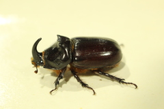 Oryctes nasicornis