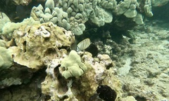 Chaetodon multicinctus
