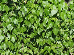 Mikania micrantha