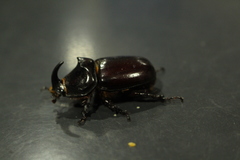 Oryctes nasicornis