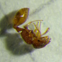 Temnothorax affinis