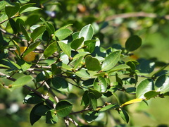 Camellia oleifera