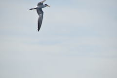 Thalasseus bengalensis