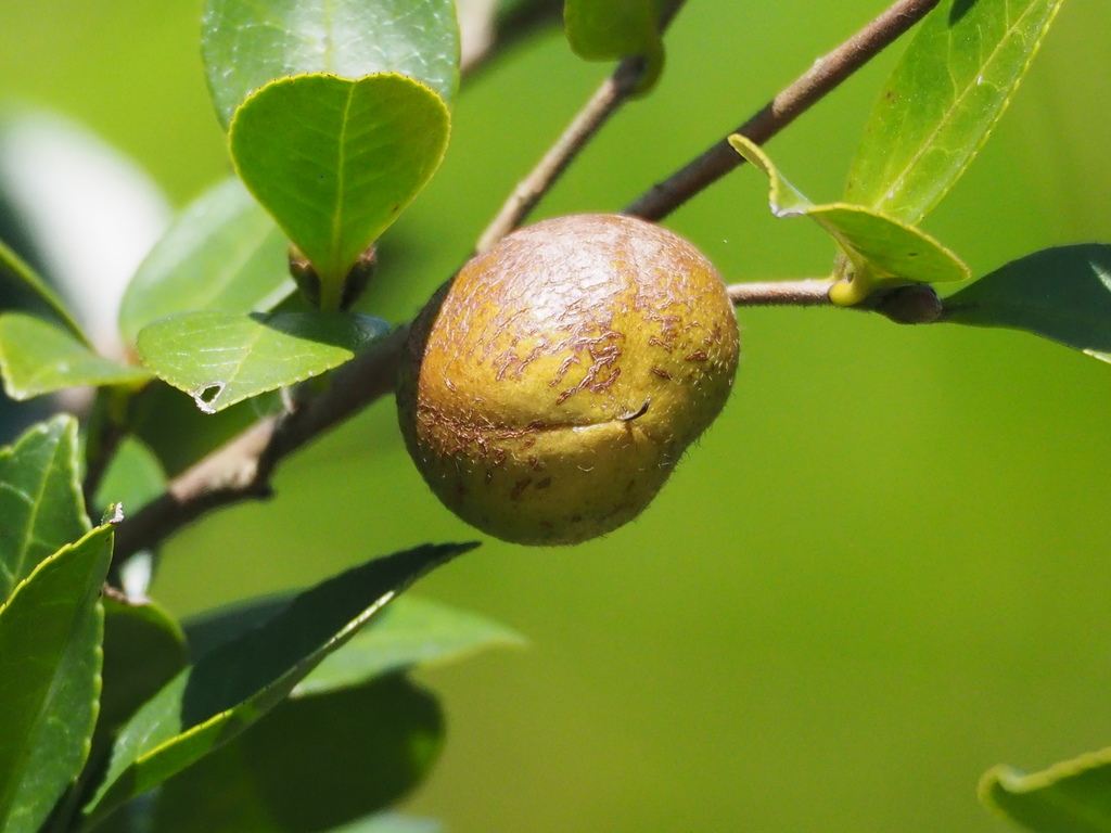 Camellia oleifera — an easy houseplant, prefers partial sun light