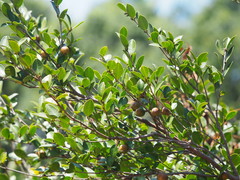 Camellia oleifera
