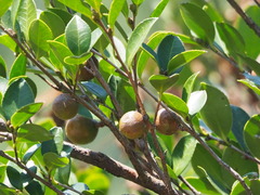 Camellia oleifera
