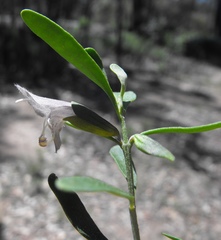 Prostanthera ringens