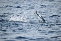 Thunnus albacares