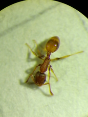 Temnothorax affinis