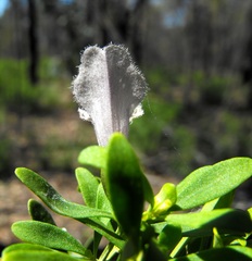 Prostanthera ringens