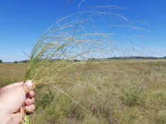 Eragrostis leptocarpa