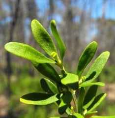 Prostanthera ringens
