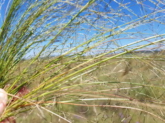 Eragrostis leptocarpa
