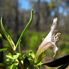 Prostanthera ringens