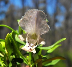 Prostanthera ringens