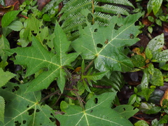 Image of Solanum acerifolium