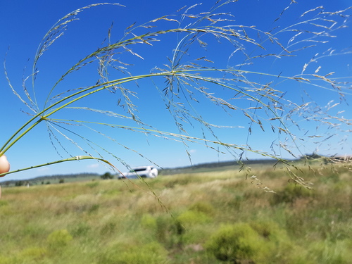 Drooping Lovegrass (Eragrostis leptocarpa)