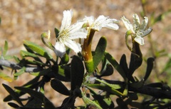 Scaevola spinescens