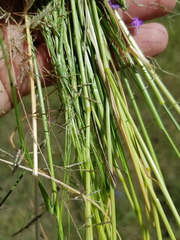 Eragrostis leptocarpa