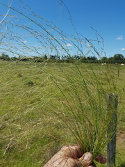 Eragrostis leptocarpa