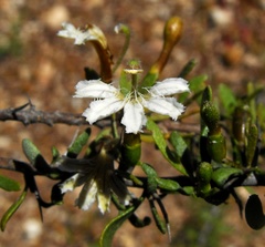 Scaevola spinescens