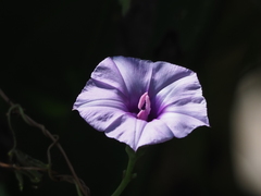 Ipomoea cairica